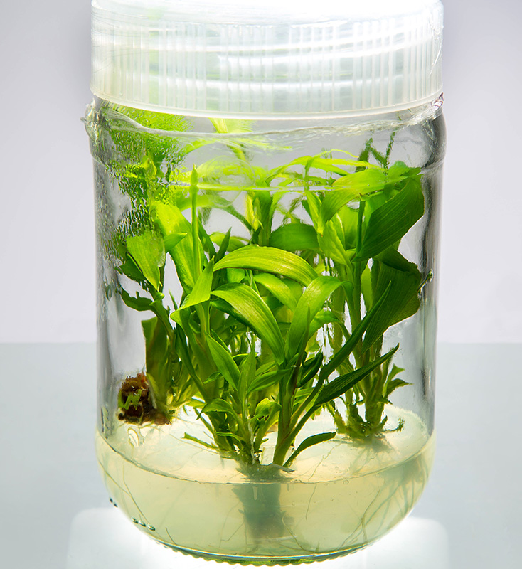 Research & Development at Callus Biotech