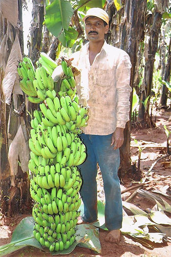 Callus Biotech Success Stories