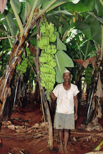 Callus Biotech Success Stories