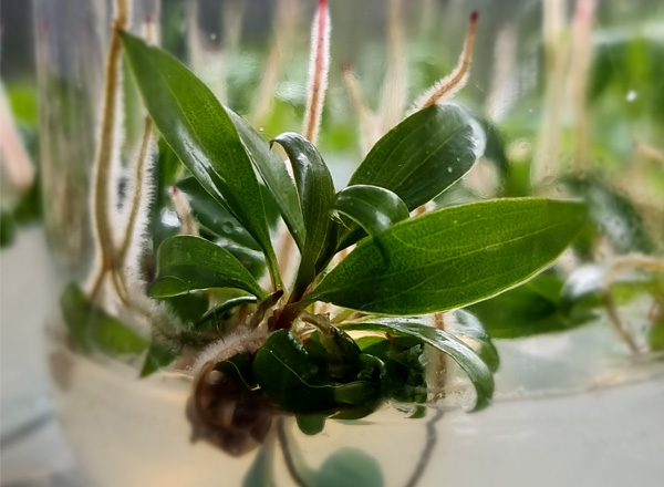 Tissue Culture Plants Exporter in Kolhapur