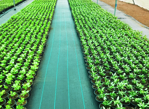 Plant Nursery in Kolhapur