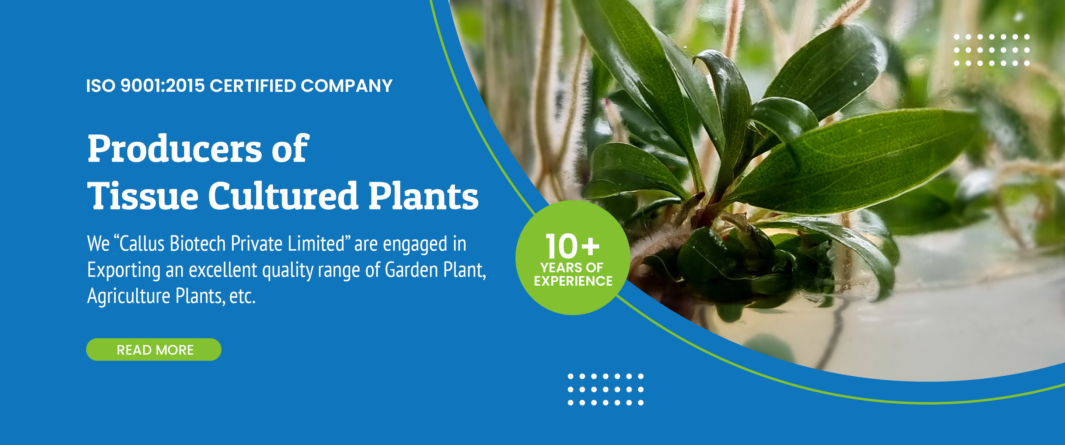 Producer of Tissue Cultured Plants in India