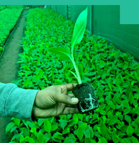 Tissue Cultured Plants