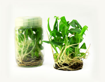 Tissue Cultured Plants